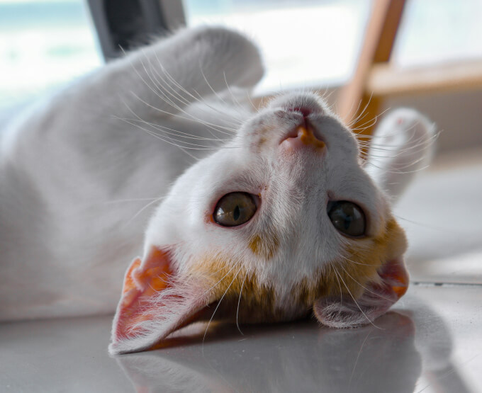 cat