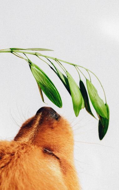 dog