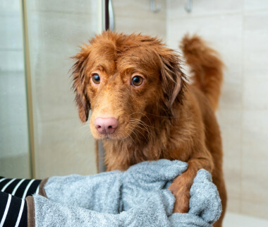 dog