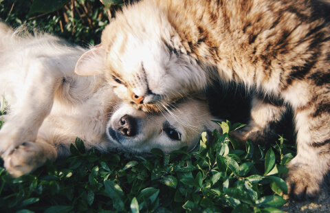 pets