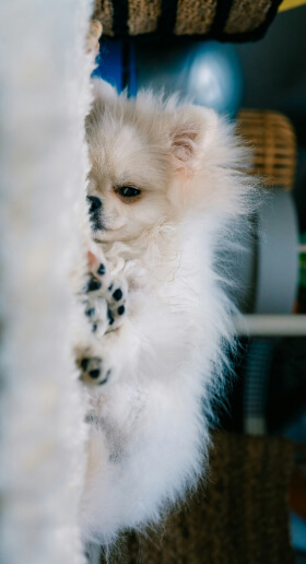 dog